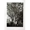 Foto de um(a) Amazônia II P&B 50 x 70 cm - Elza Gragnano, da categoria de Serigrafia. Serigrafia original póstuma do artista Elza Gragnano. Dimensões: Altura: 50 cm Largura: 70 cm Breve biografia do artista:... Vendido no marketplace Trésors.