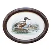 Foto de um(a) Quadro de pato americano (SHOVELLER) com moldura oval em madeira nobre - 46 x 37 cm, da categoria de Pinturas. QUADROS- Quadro de pato americano ( WIGEON) com moldura oval em madeira nobre, bem decorativo. Medidas 46C x 37L. Em bom... Vendido no marketplace Trésors.