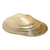 Foto de um(a) Concha Madrepérola importado indonésia (Bali), da categoria de Outros objetos decorativos. Concha Madrepérola importado indonésia (Bali) .medindo 28 cm. Vendido no marketplace Trésors.