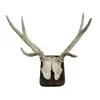 Foto de um(a) Galhada de cervo, da categoria de Outros objetos decorativos. Imponente galhada de cervo em arranjo para parede com base em madeira de lei. Base com 15A x 10cm de larguraGalhada com 25A... Vendido no marketplace Trésors.