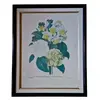 Foto de um(a) Lindo Quadro Botânico Clássico (Ilustração de P.J. Redouté), da categoria de Desenhos. Bouquet de Camélias, Narcisos e Amores-Perfeitos Tema: Ilustração botânica clássica de Pierre-Joseph Redouté ("Bouquet de... Vendido no marketplace Trésors.