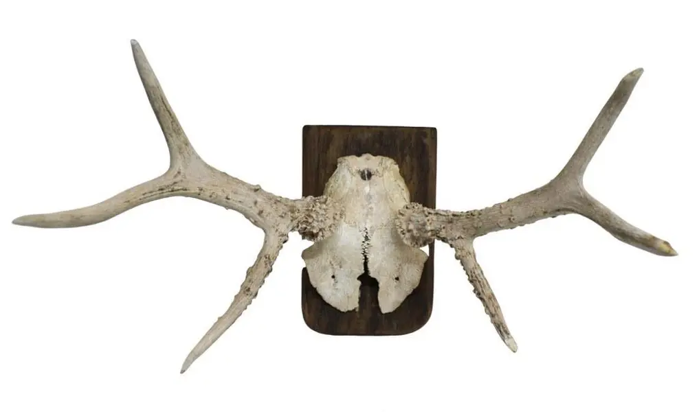 Foto de um(a) Galhada de cervo, da categoria de Outros objetos decorativos. Imponente galhada de cervo em arranjo para parede com base em madeira de lei. Base com 15A x 10cm de larguraGalhada com 25A... Mostrado de uma perspectiva diferente. Vendido no marketplace Trésors.