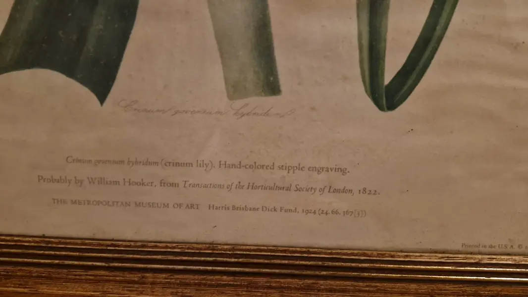 Foto de um(a) Par de belos quadros com gravuras botânicas, da categoria de Desenhos. Lindos quadros com moldura de madeira maciça e vidro. Gravuras representando flores - lírios e amarílis. Com marcas do... Mostrado de uma perspectiva diferente. Vendido no marketplace Trésors.