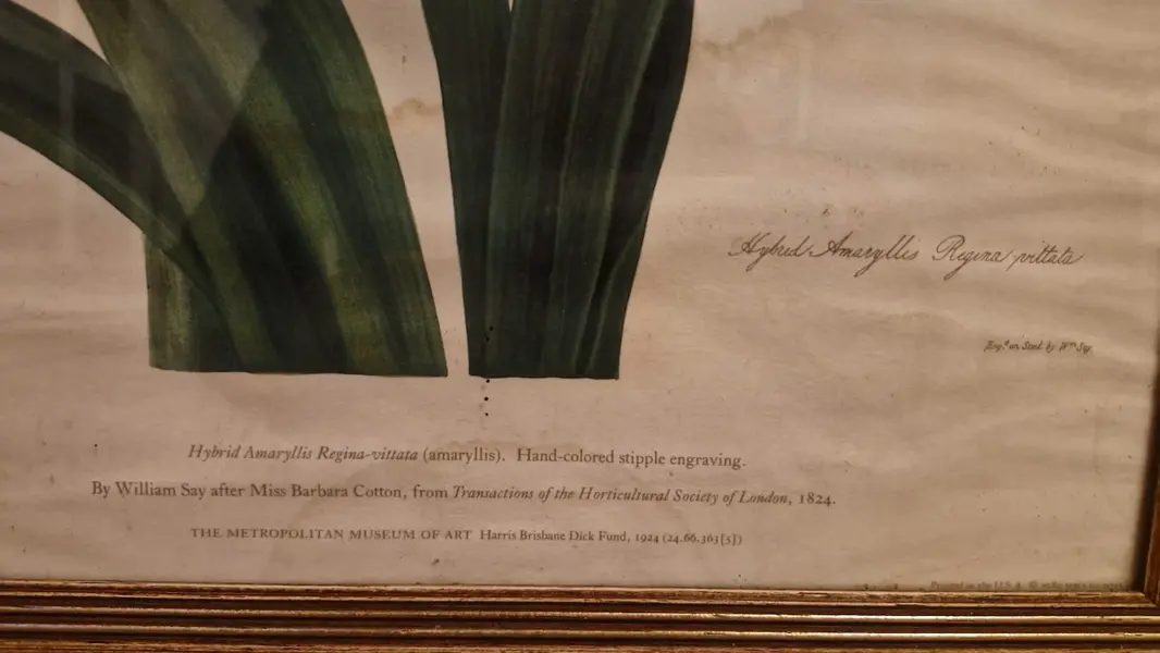 Foto de um(a) Par de belos quadros com gravuras botânicas, da categoria de Desenhos. Lindos quadros com moldura de madeira maciça e vidro. Gravuras representando flores - lírios e amarílis. Com marcas do... Mostrado de uma perspectiva diferente. Vendido no marketplace Trésors.