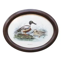 Foto de um(a) Quadro de pato americano (SHOVELLER) com moldura oval em madeira nobre - 46 x 37 cm, da categoria de Pinturas. QUADROS- Quadro de pato americano ( WIGEON) com moldura oval em madeira nobre, bem decorativo. Medidas 46C x 37L. Em bom... Vendido no marketplace Trésors.
