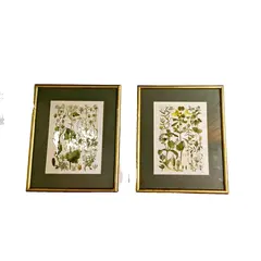 Foto de um(a) Par de belas figuras botânicas, da categoria de Desenhos. Lindas ilustrações botânicas vintage em quadro com moldura e vidro. Medindo 33,5 x 27,5cm. Vendido no marketplace Trésors.
