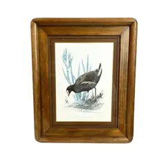 Foto de um(a) ​Impressão emoldurada em madeira e vidro - Galinha D'água, da categoria de Impressões. Impressão emoldurada em madeira e vidro. Marcas do tempo e uso na moldura, mas nada que um leve restauro não resolva. ... Vendido no marketplace Trésors.