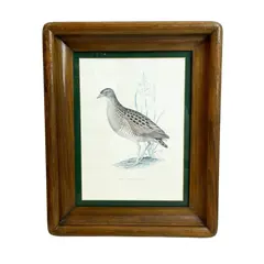 Foto de um(a) ​Impressão emoldurada em madeira e vidro - Râle des genêts (Crex crex), da categoria de Impressões. Impressão emoldurada em madeira e vidro. Marcas do tempo e uso na moldura, mas nada que um leve restauro não resolva. ... Vendido no marketplace Trésors.