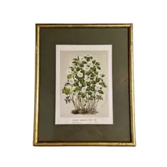 Foto de um(a) Lindo quadro com ilustração botânica, da categoria de Desenhos. Maravilhoso quadro vintage com ilustração botânica, com moldura e vidro.Medindo 31,5cm X 25,5cm. Vendido no marketplace Trésors.