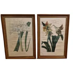 Foto de um(a) Par de belos quadros com gravuras botânicas, da categoria de Desenhos. Lindos quadros com moldura de madeira maciça e vidro. Gravuras representando flores - lírios e amarílis. Com marcas do... Vendido no marketplace Trésors.