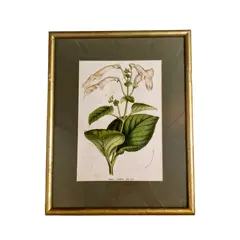 Foto de um(a) Lindo quadro com gravura botânica, da categoria de Molduras para quadros. Lindo quadro com gravura botânica, emoldurado e com vidro. Perfeito para decorar sua casa ou escritório! Medida: 31x25. Vendido no marketplace Trésors.