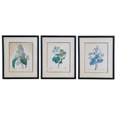 Foto de um(a) Belíssimo conjunto antigo de gravuras botânicas Pierre-Joseph Redouté, da categoria de Impressões. Conjunto composto de três belos quadros de gravuras botânicas antigas estilo vintage, do renomado pintor e botânico belga... Vendido no marketplace Trésors.