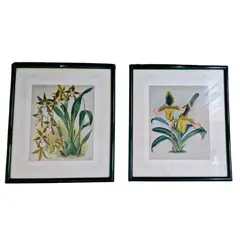 Foto de um(a) Par de quadros com gravuras de Orquídea, da categoria de Serigrafia. Belíssimos quadros decorativos em serigrafia, técnica que utiliza a seda como tela, com ilustrações botânicas clássicas de... Vendido no marketplace Trésors.