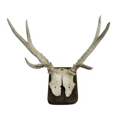 Foto de um(a) Galhada de cervo, da categoria de Outros objetos decorativos. Imponente galhada de cervo em arranjo para parede com base em madeira de lei. Base com 15A x 10cm de larguraGalhada com 25A... Vendido no marketplace Trésors.
