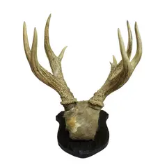 Foto de um(a) Imponente galhada de cervo, da categoria de Outros objetos decorativos. Imponente galhada de cervo em arranjo para parede com base em madeira nobre trabalhada. Medidas da base 25A X 20L e galhada... Vendido no marketplace Trésors.