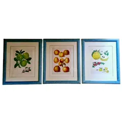 Foto de um(a) Belíssimo conjunto de quadros botânicos de frutas 3 peças, da categoria de Gravuras. Lindos quadros decorativos vintage com moldura azul texturizada e vidro, ideais para cozinhas e áreas gourmet. O conjunto... Vendido no marketplace Trésors.