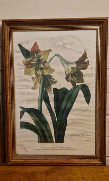 Foto de um(a) Par de belos quadros com gravuras botânicas, da categoria de Desenhos. Lindos quadros com moldura de madeira maciça e vidro. Gravuras representando flores - lírios e amarílis. Com marcas do... Mostrado de uma perspectiva diferente. Vendido no marketplace Trésors.