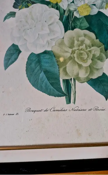 Foto de um(a) Lindo Quadro Botânico Clássico (Ilustração de P.J. Redouté), da categoria de Desenhos. Bouquet de Camélias, Narcisos e Amores-Perfeitos Tema: Ilustração botânica clássica de Pierre-Joseph Redouté ("Bouquet de... Mostrado de uma perspectiva diferente. Vendido no marketplace Trésors.