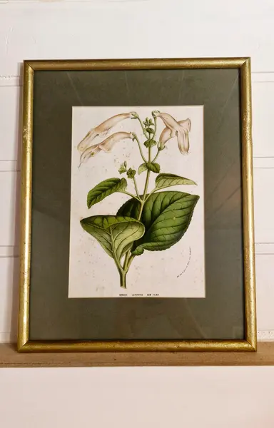 Foto de um(a) Lindo quadro com gravura botânica, da categoria de Molduras para quadros. Lindo quadro com gravura botânica, emoldurado e com vidro. Perfeito para decorar sua casa ou escritório! Medida: 31x25. Mostrado de uma perspectiva diferente. Vendido no marketplace Trésors.