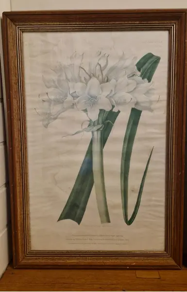 Foto de um(a) Par de belos quadros com gravuras botânicas, da categoria de Desenhos. Lindos quadros com moldura de madeira maciça e vidro. Gravuras representando flores - lírios e amarílis. Com marcas do... Mostrado de uma perspectiva diferente. Vendido no marketplace Trésors.