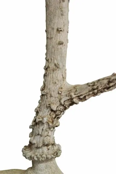 Foto de um(a) Galhada de cervo, da categoria de Outros objetos decorativos. Imponente galhada de cervo em arranjo para parede com base em madeira de lei. Base com 15A x 10cm de larguraGalhada com 25A... Mostrado de uma perspectiva diferente. Vendido no marketplace Trésors.