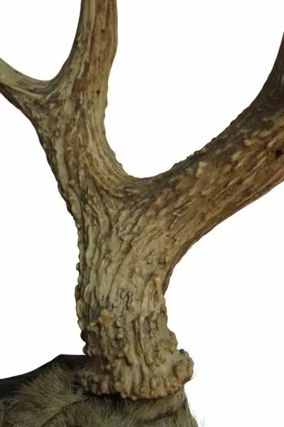 Foto de um(a) Imponente galhada de cervo, da categoria de Outros objetos decorativos. Imponente galhada de cervo em arranjo para parede com base em madeira nobre trabalhada. Medidas da base 25A X 20L e galhada... Mostrado de uma perspectiva diferente. Vendido no marketplace Trésors.