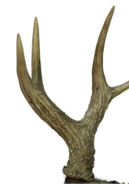 Foto de um(a) Imponente galhada de cervo, da categoria de Outros objetos decorativos. Imponente galhada de cervo em arranjo para parede com base em madeira nobre trabalhada. Medidas da base 25A X 20L e galhada... Mostrado de uma perspectiva diferente. Vendido no marketplace Trésors.