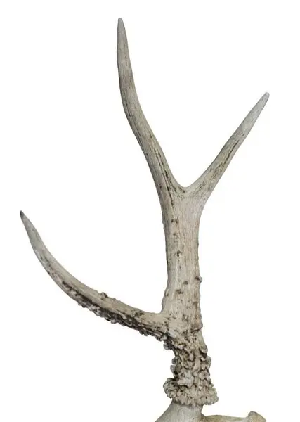 Foto de um(a) Galhada de cervo, da categoria de Outros objetos decorativos. Imponente galhada de cervo em arranjo para parede com base em madeira de lei. Base com 15A x 10cm de larguraGalhada com 25A... Mostrado de uma perspectiva diferente. Vendido no marketplace Trésors.