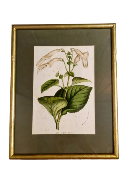 Foto de um(a) Lindo quadro com gravura botânica, da categoria de Molduras para quadros. Lindo quadro com gravura botânica, emoldurado e com vidro. Perfeito para decorar sua casa ou escritório! Medida: 31x25. Vendido no marketplace Trésors.