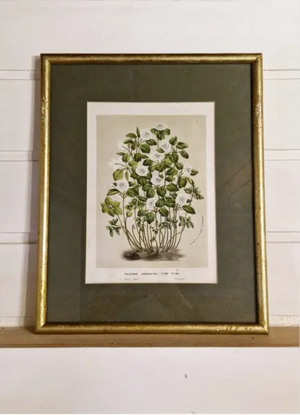 Foto de um(a) Lindo quadro com ilustração botânica, da categoria de Desenhos. Maravilhoso quadro vintage com ilustração botânica, com moldura e vidro.Medindo 31,5cm X 25,5cm. Mostrado de uma perspectiva diferente. Vendido no marketplace Trésors.