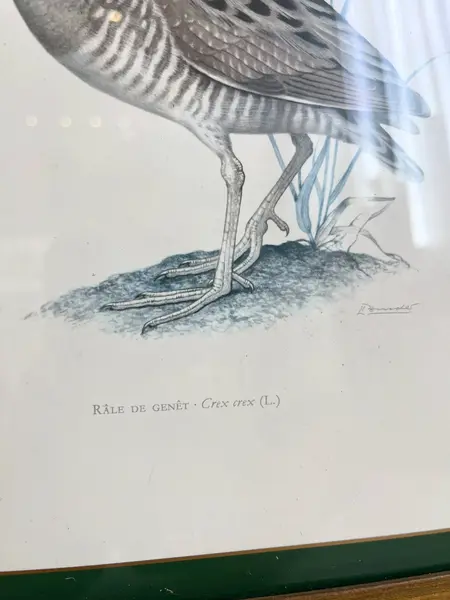 Foto de um(a) ​Impressão emoldurada em madeira e vidro - Râle des genêts (Crex crex), da categoria de Impressões. Impressão emoldurada em madeira e vidro. Marcas do tempo e uso na moldura, mas nada que um leve restauro não resolva. ... Mostrado de uma perspectiva diferente. Vendido no marketplace Trésors.