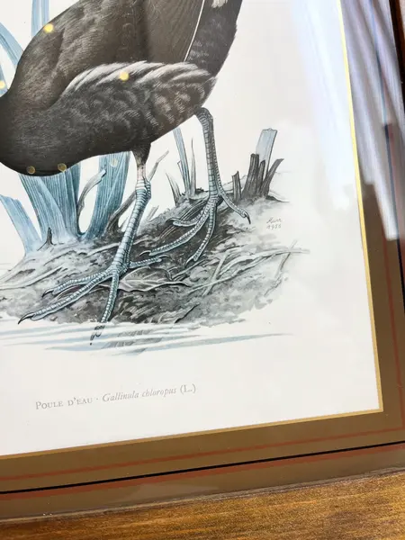 Foto de um(a) ​Impressão emoldurada em madeira e vidro - Galinha D'água, da categoria de Impressões. Impressão emoldurada em madeira e vidro. Marcas do tempo e uso na moldura, mas nada que um leve restauro não resolva. ... Mostrado de uma perspectiva diferente. Vendido no marketplace Trésors.