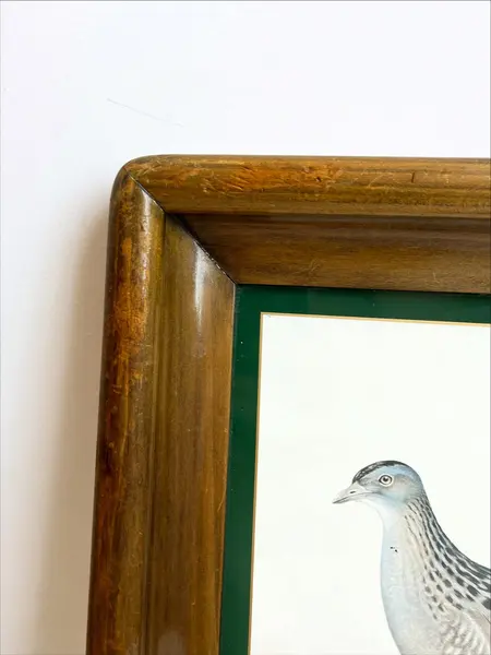 Foto de um(a) ​Impressão emoldurada em madeira e vidro - Râle des genêts (Crex crex), da categoria de Impressões. Impressão emoldurada em madeira e vidro. Marcas do tempo e uso na moldura, mas nada que um leve restauro não resolva. ... Mostrado de uma perspectiva diferente. Vendido no marketplace Trésors.