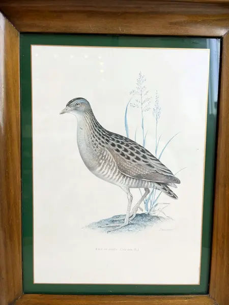 Foto de um(a) ​Impressão emoldurada em madeira e vidro - Râle des genêts (Crex crex), da categoria de Impressões. Impressão emoldurada em madeira e vidro. Marcas do tempo e uso na moldura, mas nada que um leve restauro não resolva. ... Mostrado de uma perspectiva diferente. Vendido no marketplace Trésors.