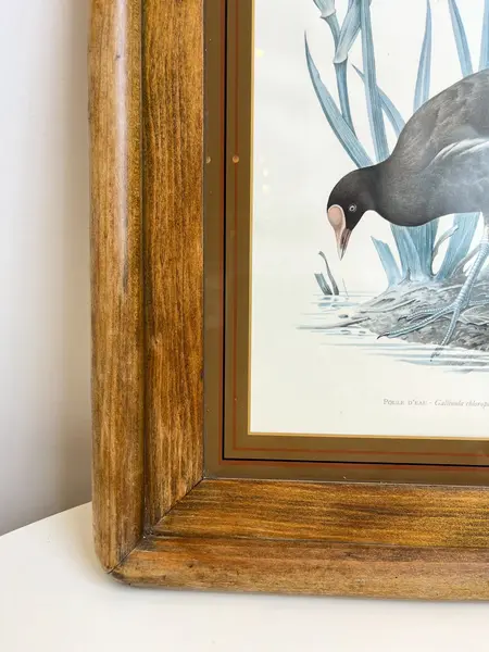 Foto de um(a) ​Impressão emoldurada em madeira e vidro - Galinha D'água, da categoria de Impressões. Impressão emoldurada em madeira e vidro. Marcas do tempo e uso na moldura, mas nada que um leve restauro não resolva. ... Mostrado de uma perspectiva diferente. Vendido no marketplace Trésors.