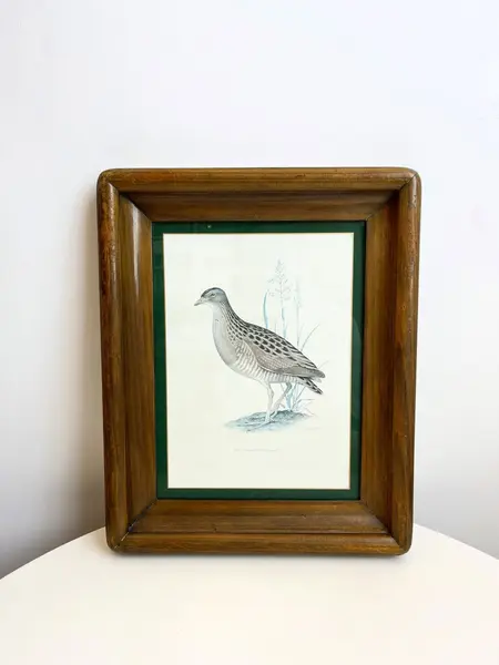Foto de um(a) ​Impressão emoldurada em madeira e vidro - Râle des genêts (Crex crex), da categoria de Impressões. Impressão emoldurada em madeira e vidro. Marcas do tempo e uso na moldura, mas nada que um leve restauro não resolva. ... Mostrado de uma perspectiva diferente. Vendido no marketplace Trésors.