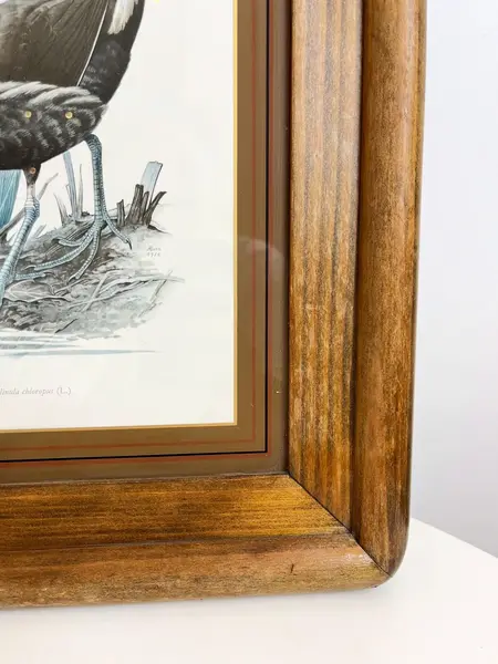 Foto de um(a) ​Impressão emoldurada em madeira e vidro - Galinha D'água, da categoria de Impressões. Impressão emoldurada em madeira e vidro. Marcas do tempo e uso na moldura, mas nada que um leve restauro não resolva. ... Mostrado de uma perspectiva diferente. Vendido no marketplace Trésors.