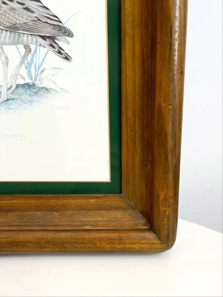 Foto de um(a) ​Impressão emoldurada em madeira e vidro - Râle des genêts (Crex crex), da categoria de Impressões. Impressão emoldurada em madeira e vidro. Marcas do tempo e uso na moldura, mas nada que um leve restauro não resolva. ... Mostrado de uma perspectiva diferente. Vendido no marketplace Trésors.