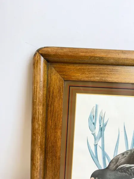 Foto de um(a) ​Impressão emoldurada em madeira e vidro - Galinha D'água, da categoria de Impressões. Impressão emoldurada em madeira e vidro. Marcas do tempo e uso na moldura, mas nada que um leve restauro não resolva. ... Mostrado de uma perspectiva diferente. Vendido no marketplace Trésors.