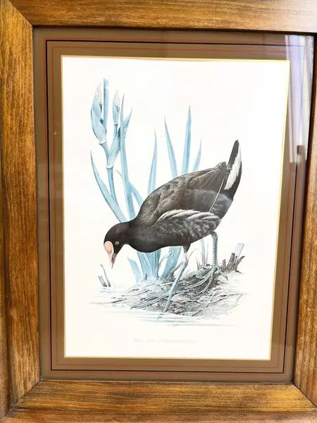 Foto de um(a) ​Impressão emoldurada em madeira e vidro - Galinha D'água, da categoria de Impressões. Impressão emoldurada em madeira e vidro. Marcas do tempo e uso na moldura, mas nada que um leve restauro não resolva. ... Mostrado de uma perspectiva diferente. Vendido no marketplace Trésors.