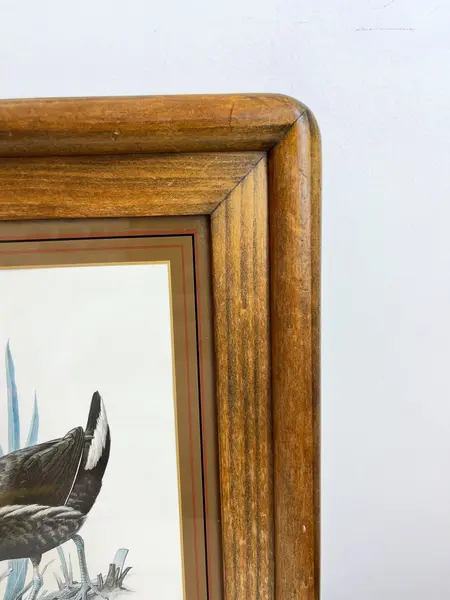 Foto de um(a) ​Impressão emoldurada em madeira e vidro - Galinha D'água, da categoria de Impressões. Impressão emoldurada em madeira e vidro. Marcas do tempo e uso na moldura, mas nada que um leve restauro não resolva. ... Mostrado de uma perspectiva diferente. Vendido no marketplace Trésors.