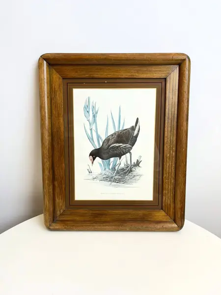 Foto de um(a) ​Impressão emoldurada em madeira e vidro - Galinha D'água, da categoria de Impressões. Impressão emoldurada em madeira e vidro. Marcas do tempo e uso na moldura, mas nada que um leve restauro não resolva. ... Mostrado de uma perspectiva diferente. Vendido no marketplace Trésors.