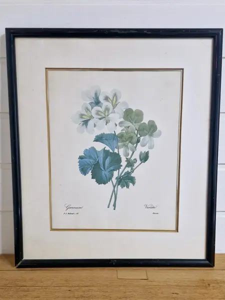 Foto de um(a) Belíssimo conjunto antigo de gravuras botânicas Pierre-Joseph Redouté, da categoria de Impressões. Conjunto composto de três belos quadros de gravuras botânicas antigas estilo vintage, do renomado pintor e botânico belga... Mostrado de uma perspectiva diferente. Vendido no marketplace Trésors.
