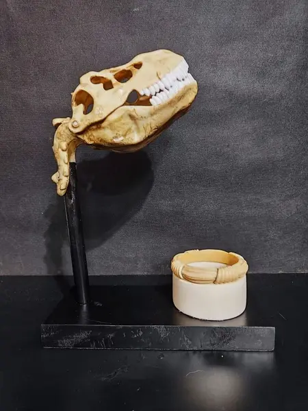 Foto de um(a) Porta Treco Crânio Tiranossauro Rex, da categoria de Outros objetos decorativos. Porta treco crânio tiranossauro rex da top cau em plástico envelhecido e envernizado. Com copo em resina e osso, base em... Mostrado de uma perspectiva diferente. Vendido no marketplace Trésors.