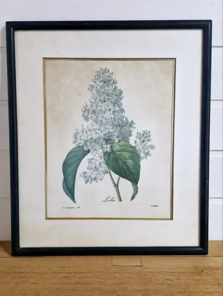 Foto de um(a) Belíssimo conjunto antigo de gravuras botânicas Pierre-Joseph Redouté, da categoria de Impressões. Conjunto composto de três belos quadros de gravuras botânicas antigas estilo vintage, do renomado pintor e botânico belga... Mostrado de uma perspectiva diferente. Vendido no marketplace Trésors.