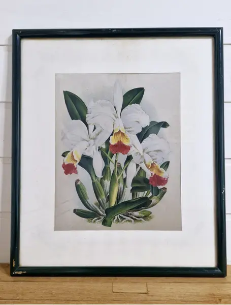 Foto de um(a) Belos quadros com gravuras botânicas antigas de orquídea, da categoria de Gravuras. Belíssimos quadros com gravuras em serigrafia, técnica que utiliza a seda como tela, os quadros apresentam ilustrações... Mostrado de uma perspectiva diferente. Vendido no marketplace Trésors.
