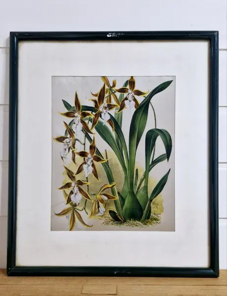 Foto de um(a) Belo Par de quadros com gravuras de Orquídea, da categoria de Gravuras. Belíssimos quadros decorativos em serigrafia, técnica que utiliza a seda como tela, com ilustrações botânicas clássicas de... Mostrado de uma perspectiva diferente. Vendido no marketplace Trésors.