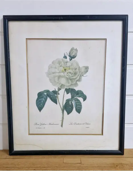 Foto de um(a) Lindo par de quadros com gravuras botânicas Séc. XIX Pierre-Joseph Redouté, da categoria de Impressões. Esses dois lindos quadros apresentam ilustrações botânicas clássicas do renomado pintor e botânico Pierre-Joseph Redouté. A... Mostrado de uma perspectiva diferente. Vendido no marketplace Trésors.