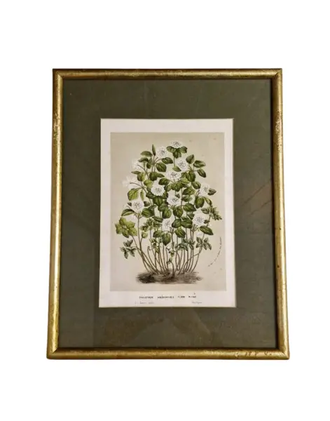 Foto de um(a) Lindo quadro com ilustração botânica, da categoria de Desenhos. Maravilhoso quadro vintage com ilustração botânica, com moldura e vidro.Medindo 31,5cm X 25,5cm. Vendido no marketplace Trésors.