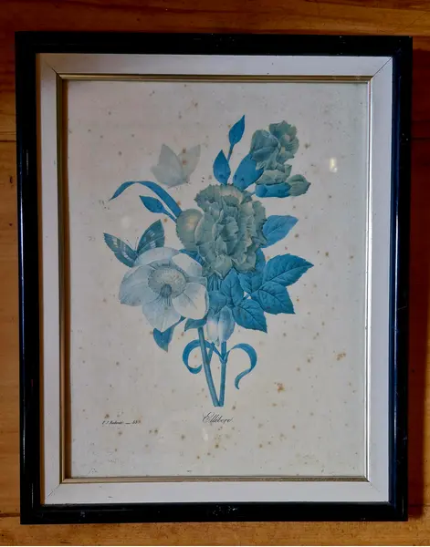 Foto de um(a) Belo Quadro de Botânica Vintage por P.J. Redouté, da categoria de Desenhos. Eléboro e Borboletas Tema: Ilustração botânica vintage de Pierre-Joseph Redouté ("Ellébore").Cores e Detalhes: Arranjo... Mostrado de uma perspectiva diferente. Vendido no marketplace Trésors.